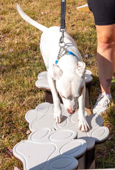 Pup Jump - Playmart