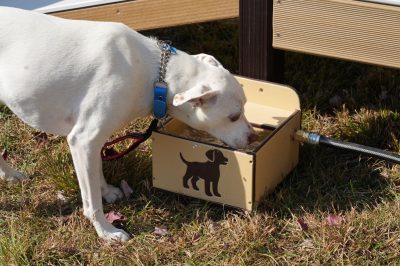 Dog Drinking Machine - Playmart